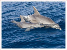 Delfinbeobachtung am Meer
